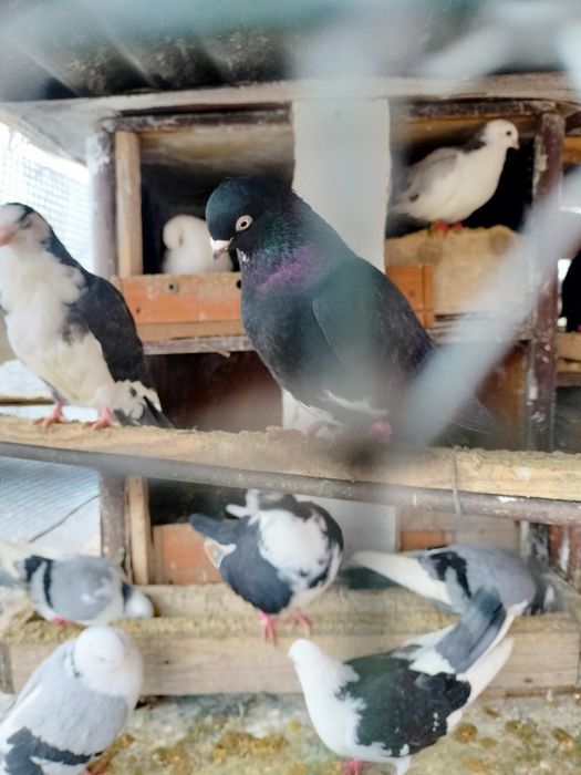 Jucătorii de Galați Morișcari Căzători Originali