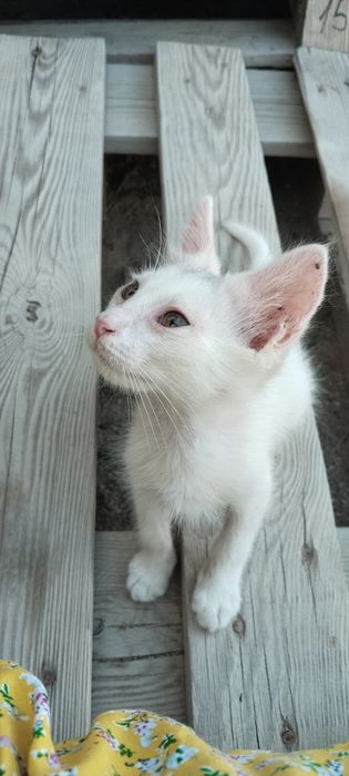 Три котёнка.                  .