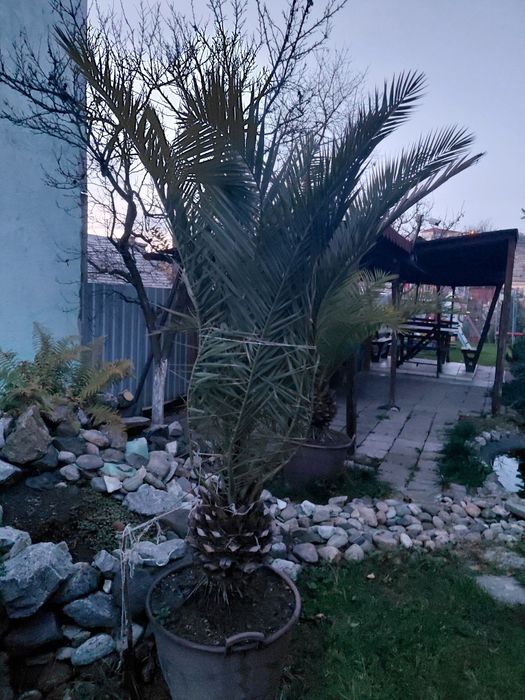 Palmier 3 m  in ghiveci, 2 bucati