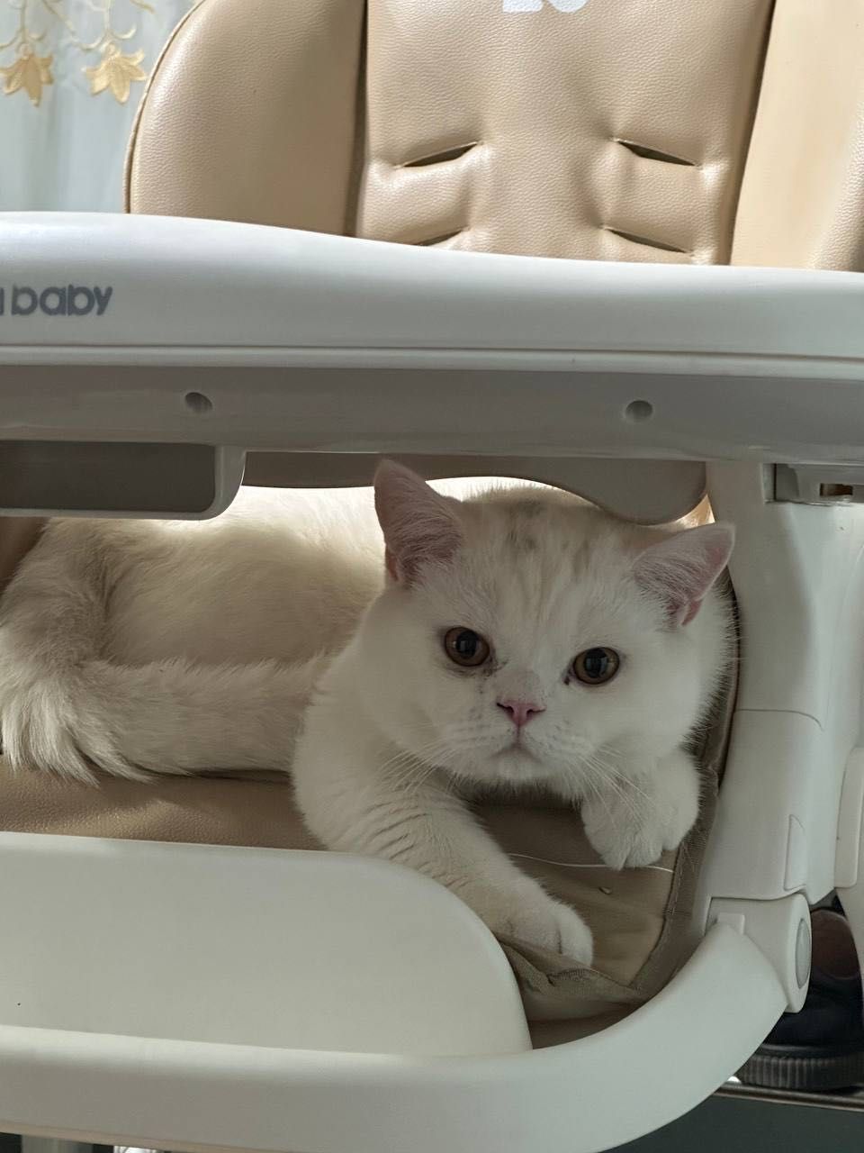 Британский кот..