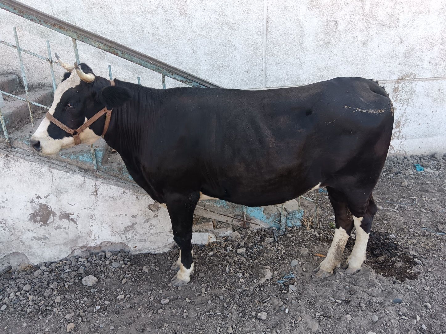 Bogoz brinchisi ga   5  oylik
