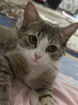 Кошка британский