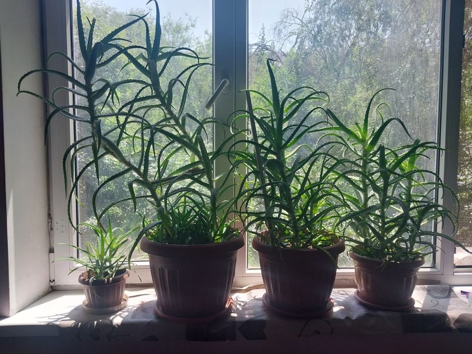 Пятилетняя алоэ.