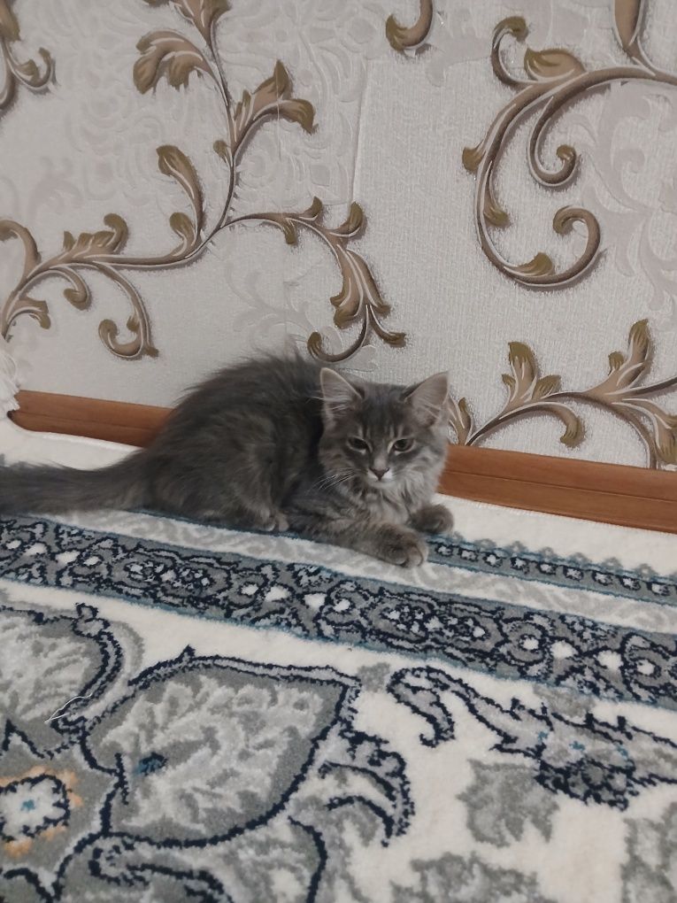 Sogʻlom qiz mushuk