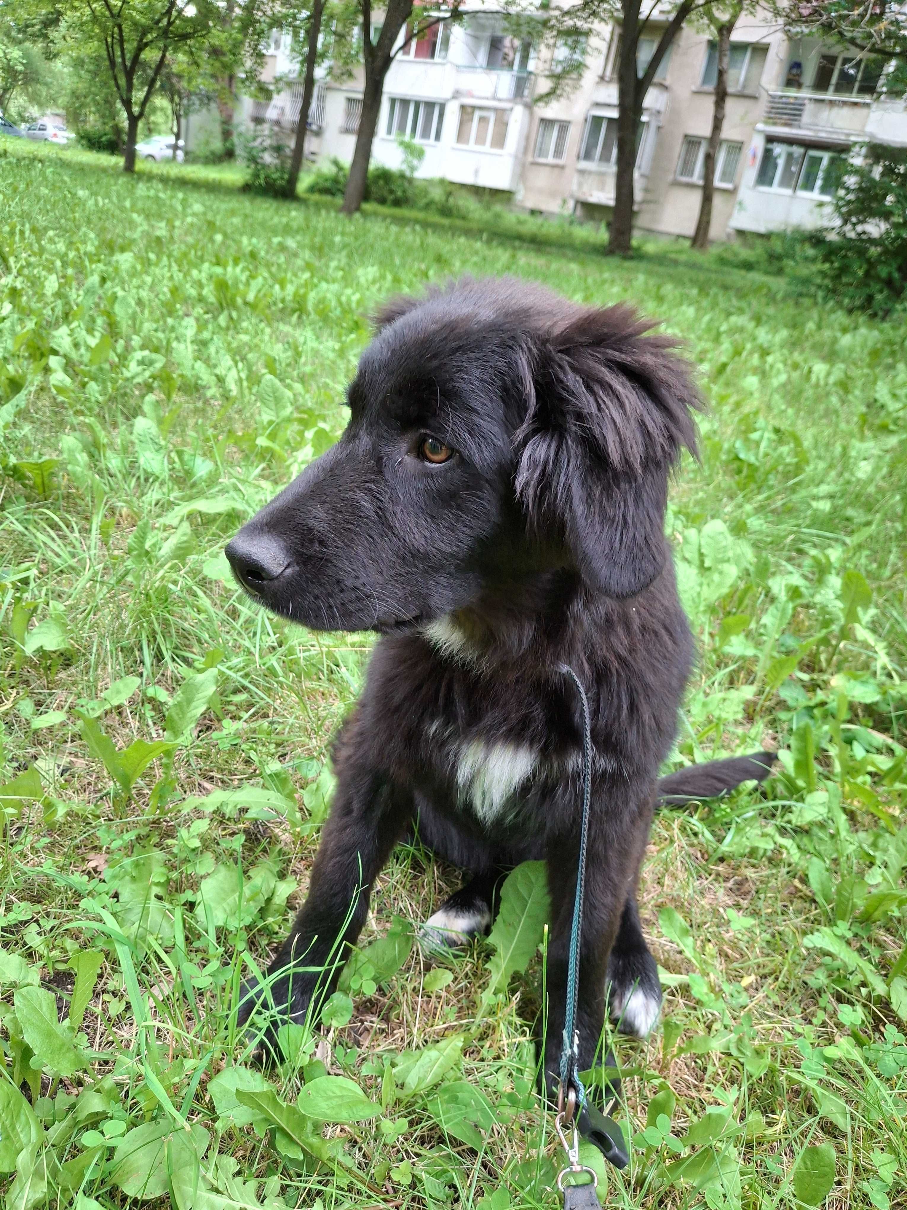 Подарявам кученца