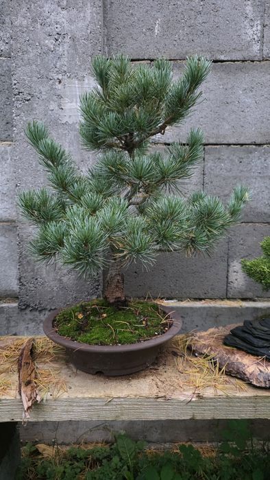 Bonsai pin alb japonez Negishi