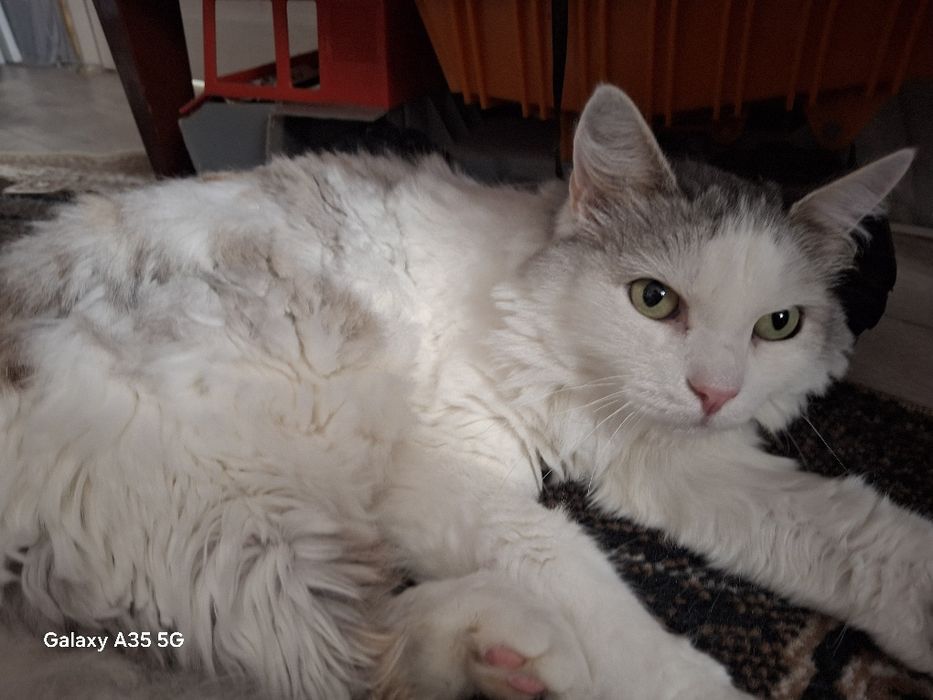 Отдам кота бесплатно