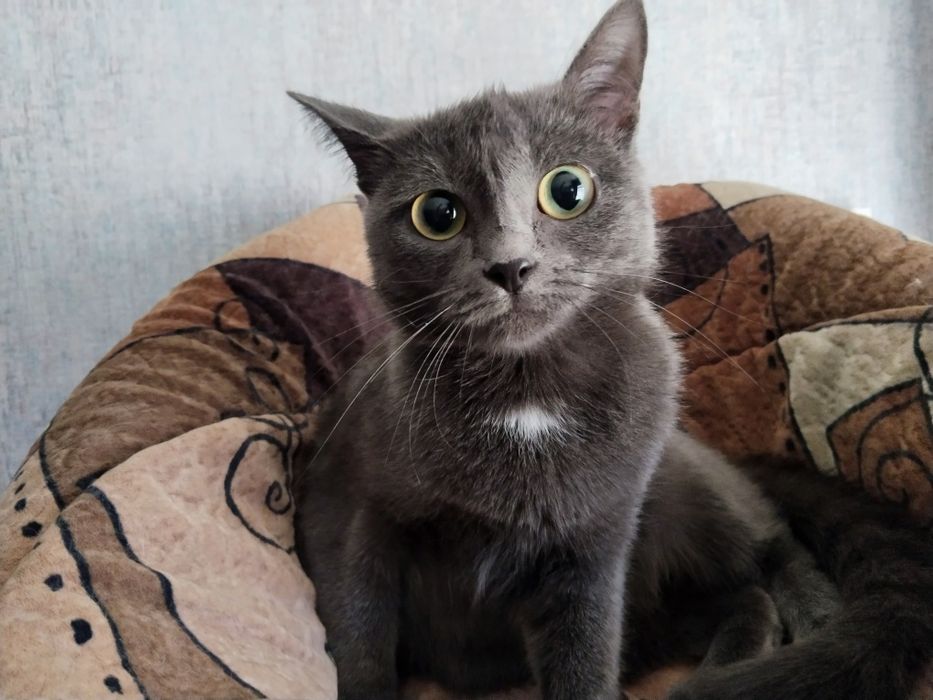 Ищем дом для кошечки