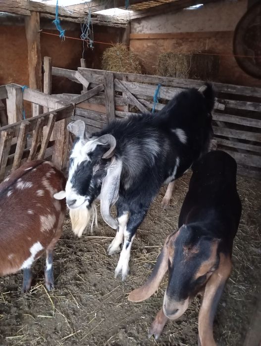 Vand doua capre si un țap