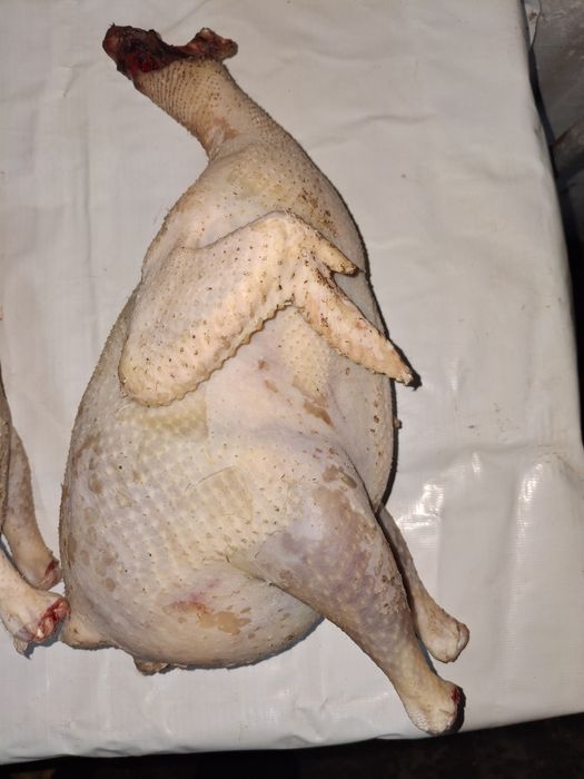 Куры свежие резанные.