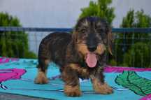 Femela de teckel sarmos standard cu Pedigree A