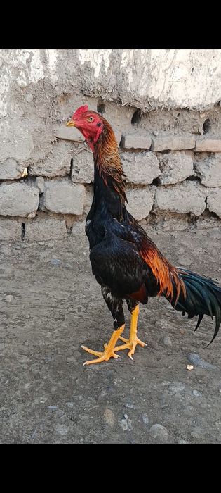 21- mart jo'jasi sotiladi