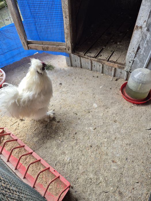 Cocoși mătase japoneză sau schimb