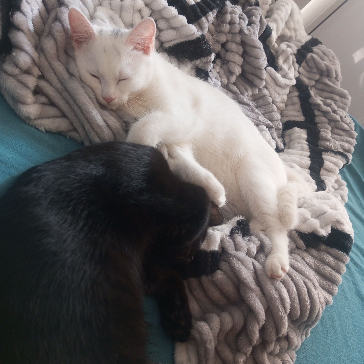 Кошечки ищят дом