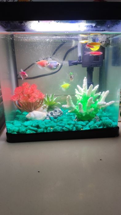 Baliq va akvarium full komplekti bilan