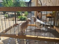 Турецкие такла. Кабутар. Продаётся