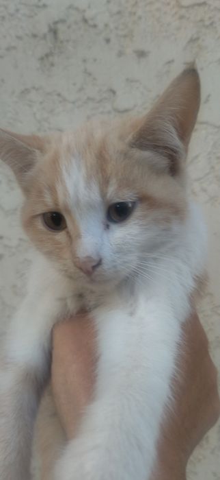 Отдам даром котят