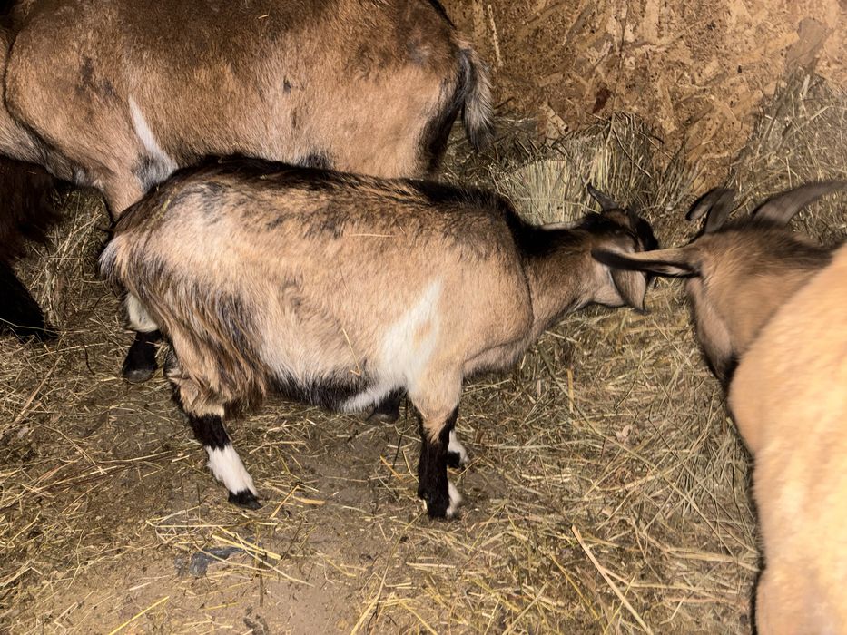 De vanzare !!! Se vand impreuna la pachet