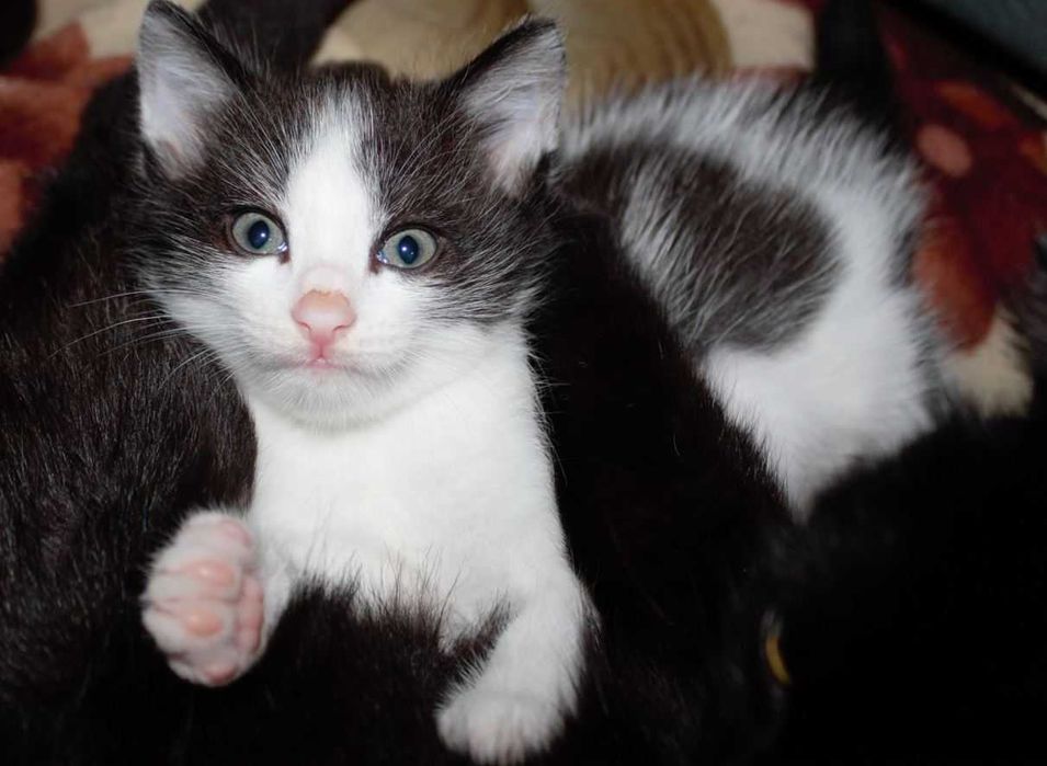Котёнок 1,5 месяца
