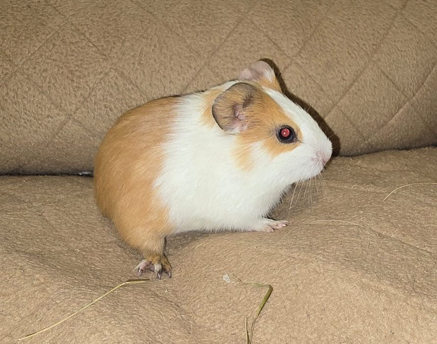 Porcusori de guineea