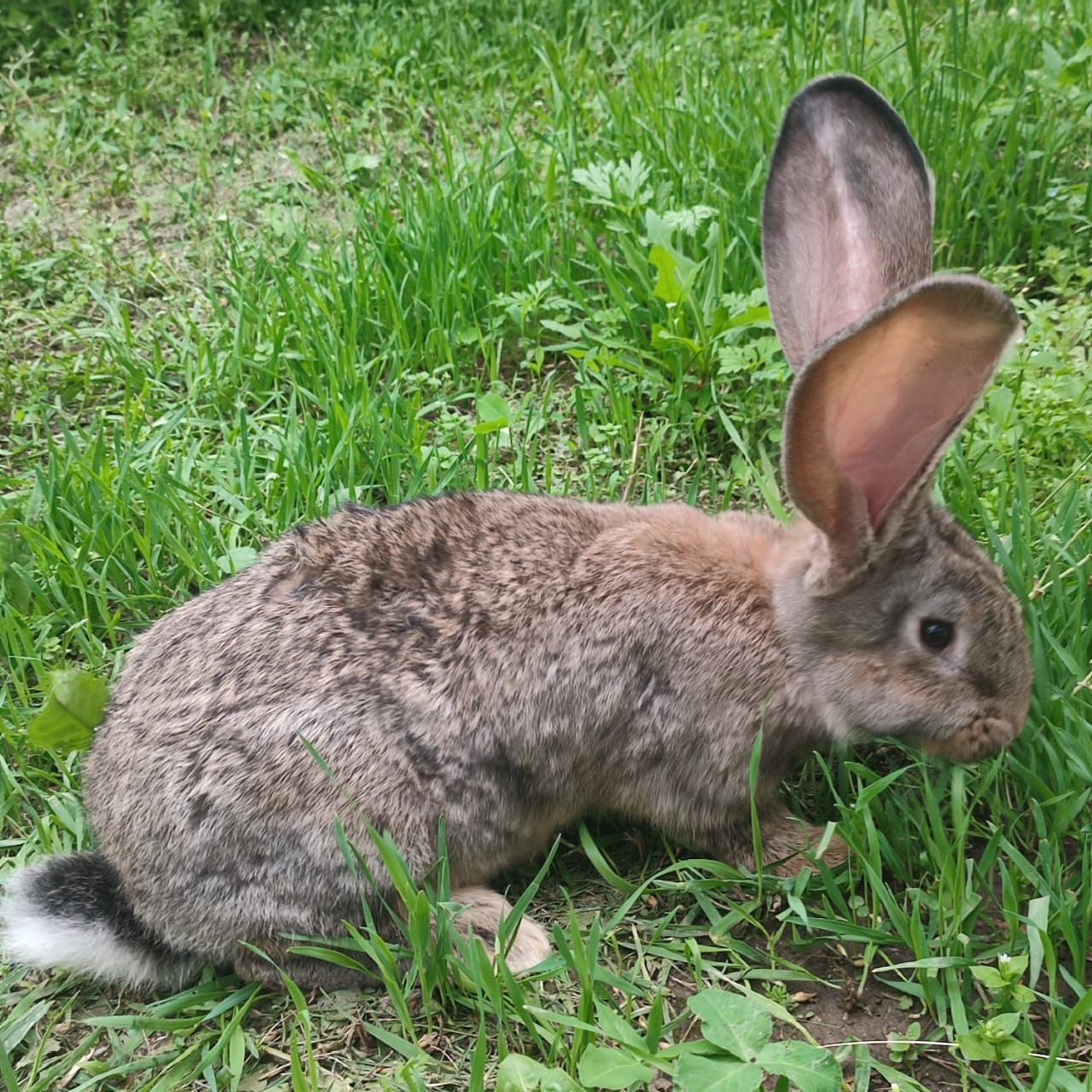 Кролики  разных возрастов от 45 дней фландер крупные есть Кролл .