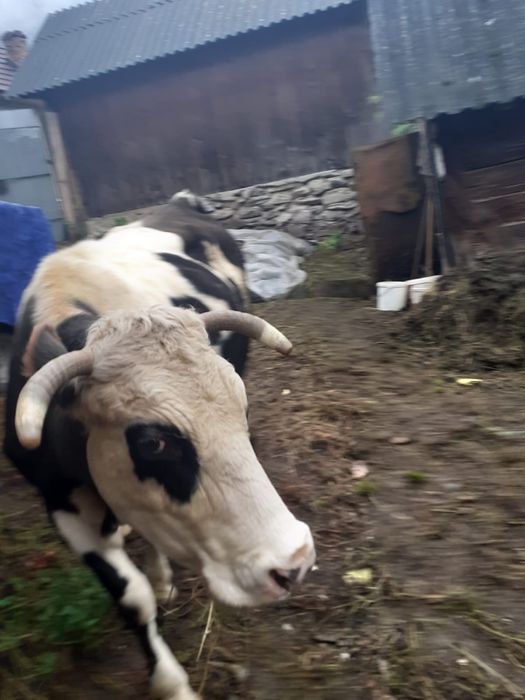 Vând vaca ,mai multe detalii la tel