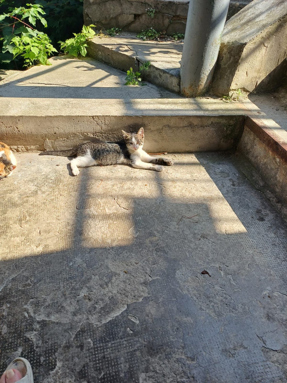 Pisoi de adopție