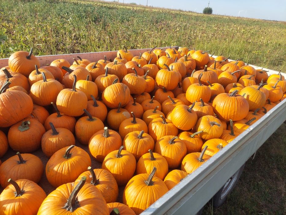 Vand dovleci de Halloween