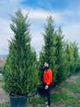Vindem leylandii de foarte buna calitate
