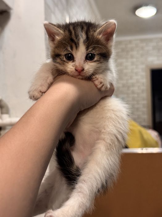 Отдам котенка в добрые руки!