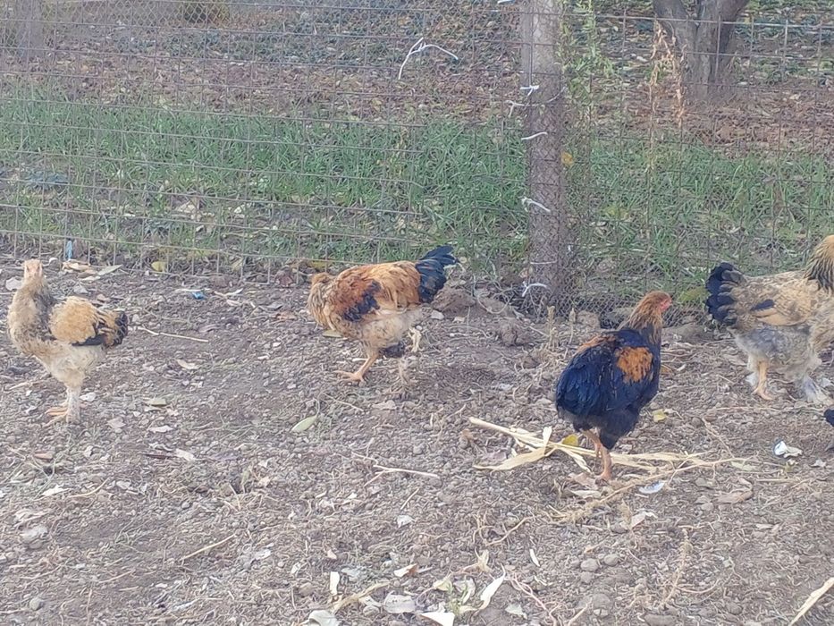 Brama tovuqlar, xoʻrozlar sotiladi