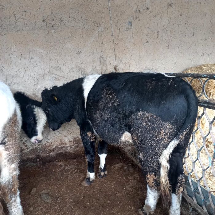 Буқалар сатылады