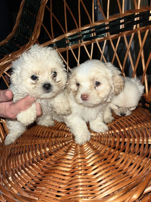 3 fetite bichon maltez