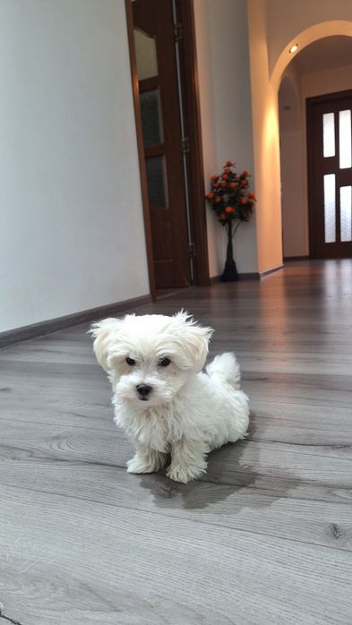 Bichon malteze mini-toy