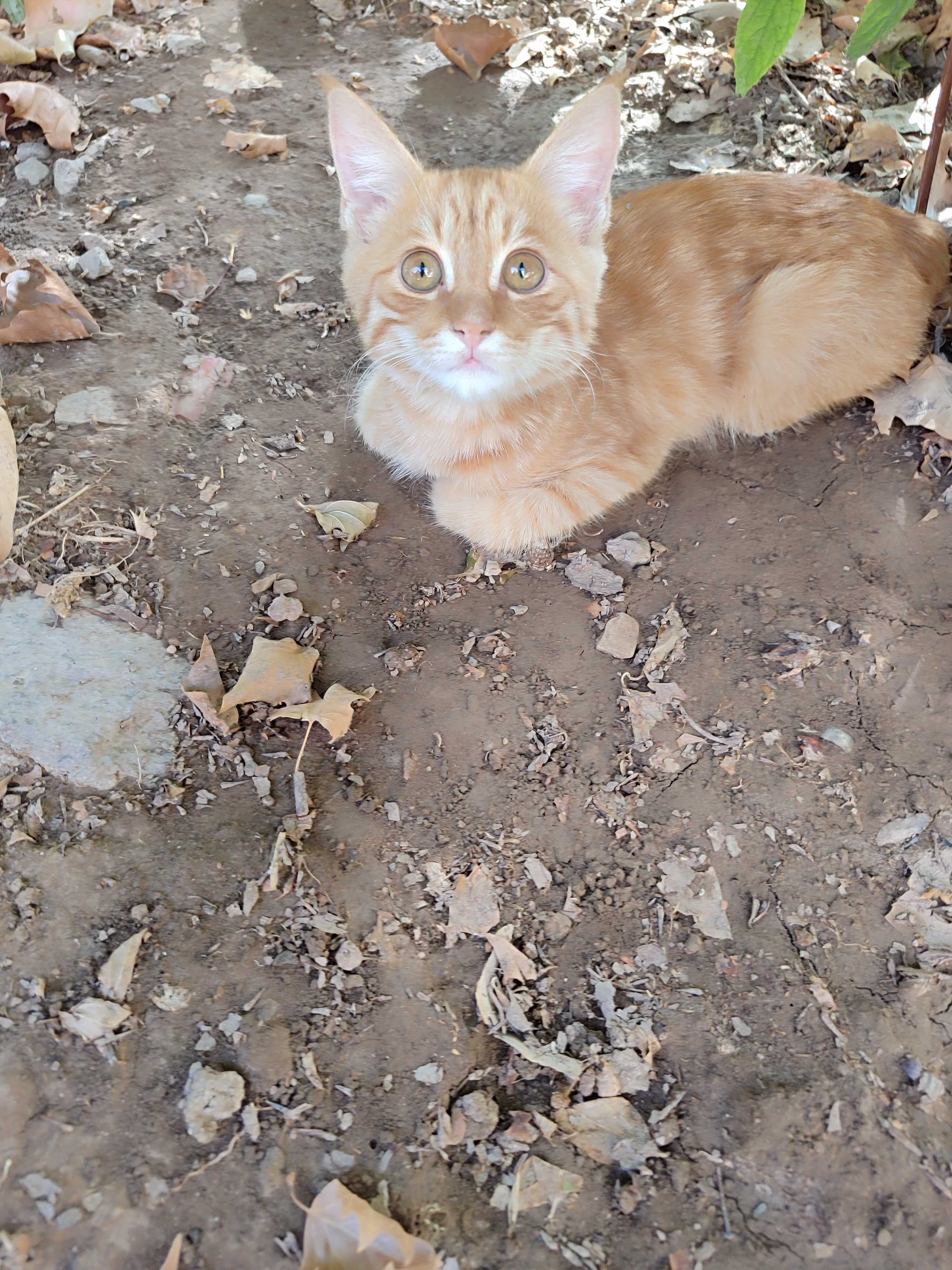 Котята,  доброму сердцу и в теплый дом.