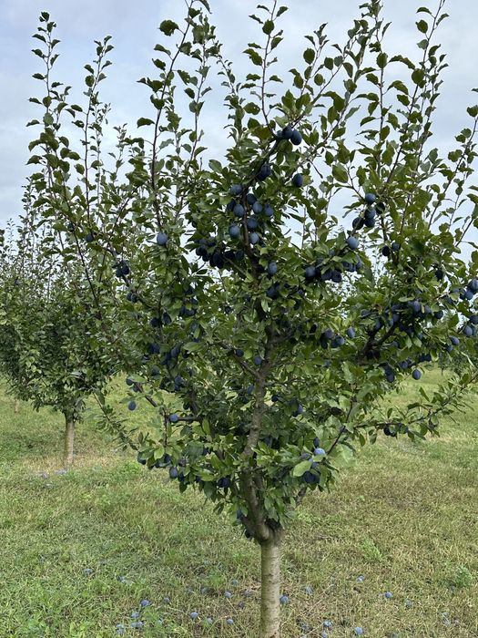 PRUNE - Excelente -Bio , din livada proprie