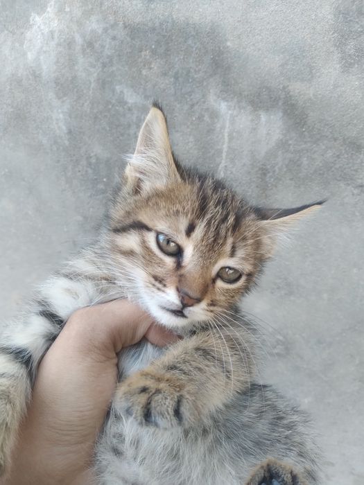 U kòp uxlidi  kòp suykaladi