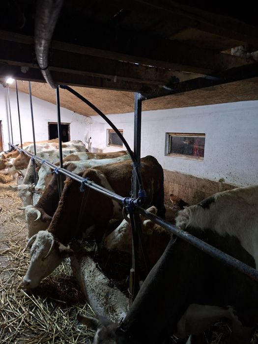 Vând vacii bălțate