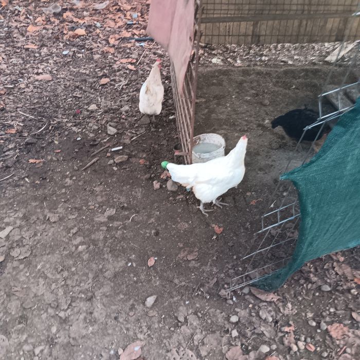 Gaini La Bresse de vanzare