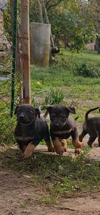 ПОдарявам Кученца