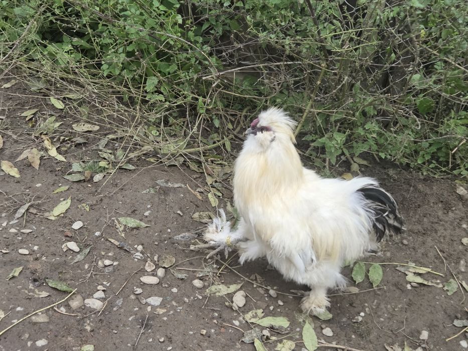 Cocoș de rasa mătase japoneză