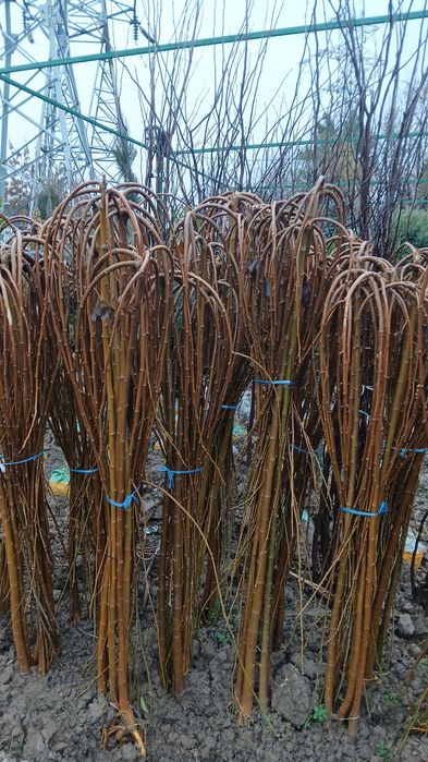 Har xil turdagi  gullar va archalar sotiladi