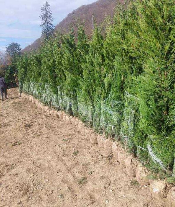 Arbuști decorativi și plante verzi pentru grădini spectaculoase
