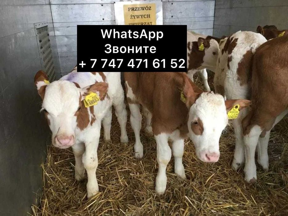 Телята бычки на продажу породисние фыв