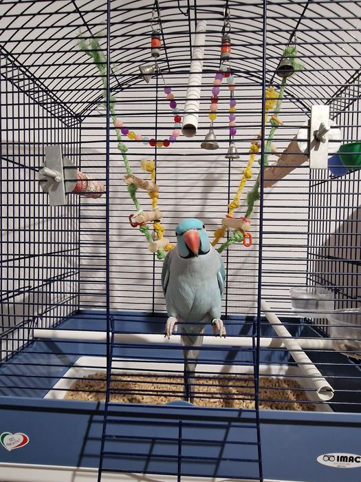 Papagal Micul Alexandru+Colivie