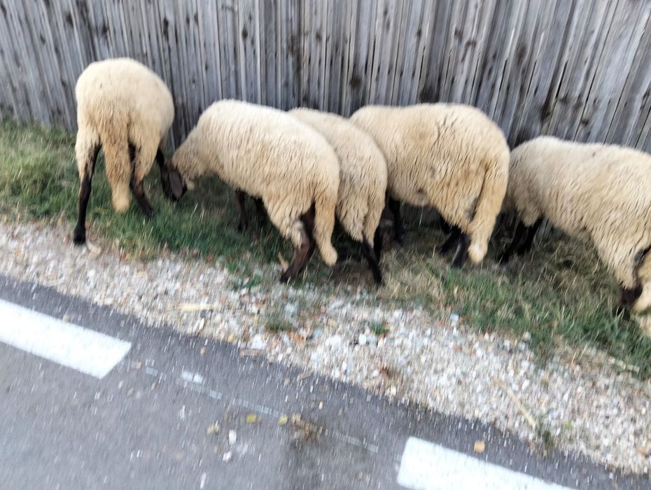 Vând oii carabase
