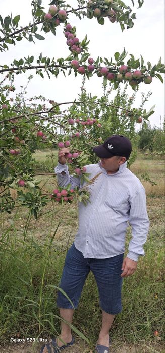 Катта олма дарахти 4 йиллик хосилга кирган