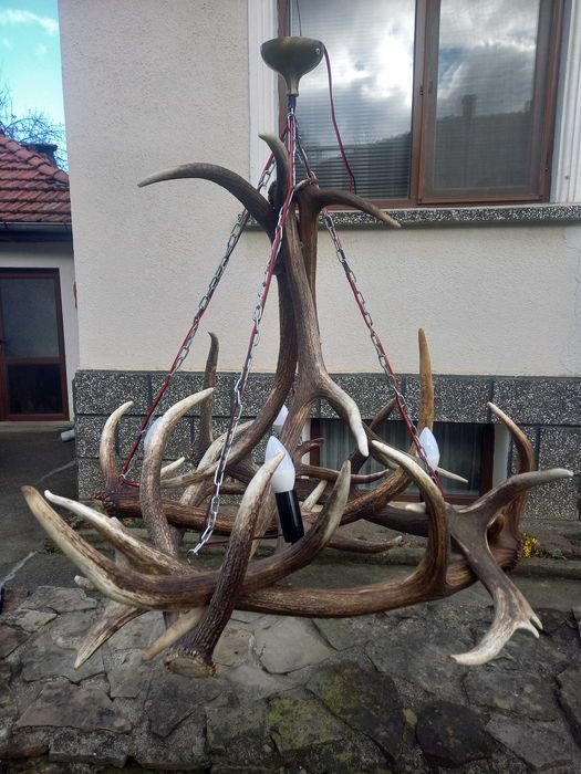 Полилей от еленови рога