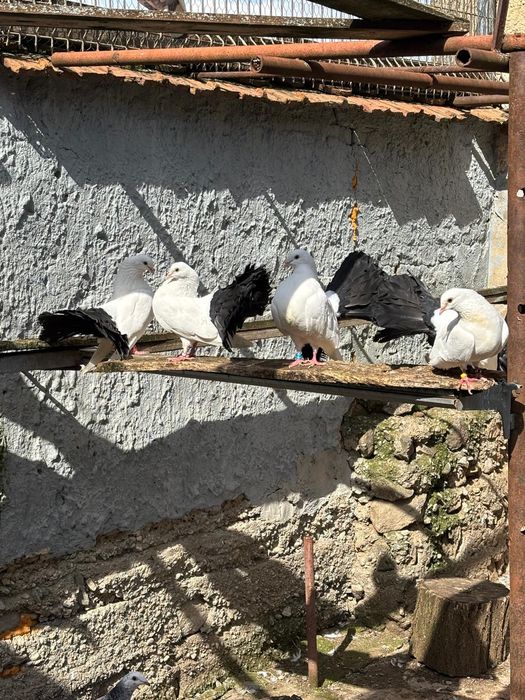 Tineret porumbei voltaţi