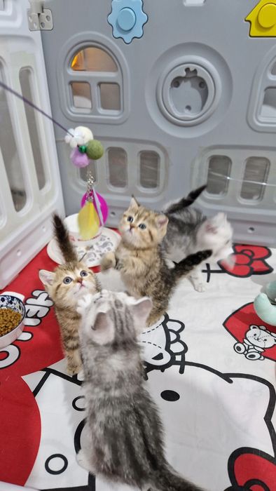 Мушук зотдор  кошка  котёнок